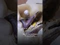 Foie gras: Forced feeding. Forced suffering. 🪿💔