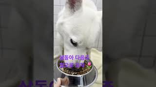 Samdol, you've worked hard. Come home next week🍒🌷🦊