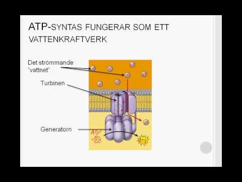 Video: Skillnaden Mellan Fosforylering Och Defosforylering