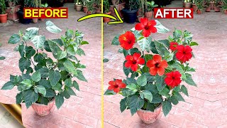 10 SECRETS TO INCREASE FLOWERING IN HIBISCUS | Hibiscus Plant Care Tips and Bloom Booster Hacks