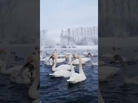 Лебеди-кликуны в Алтайском