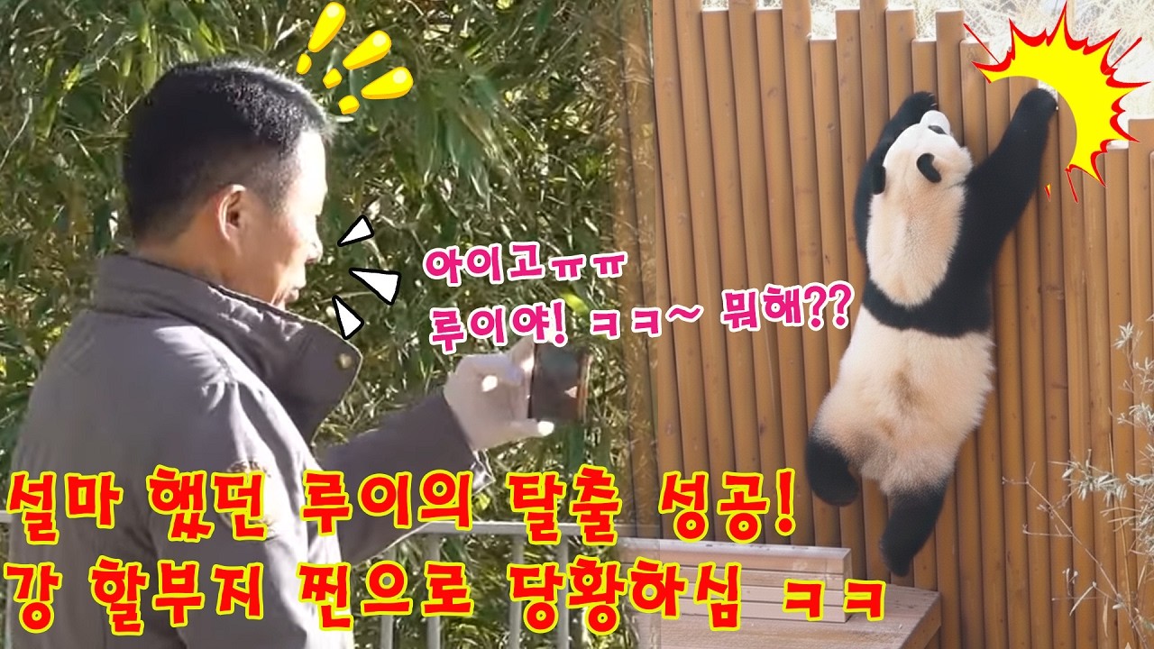 맙소사!💥충격😱...설마 했던 루이의 탈출 성공! 🤦‍♂️강 할부지 찐으로 당황하심 ㅋㅋ