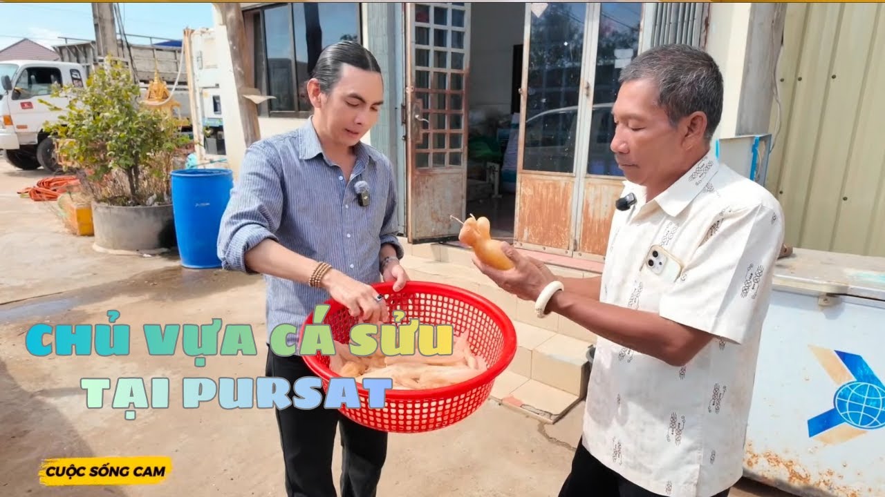 VỰA CÁ SỬU CỦA ANH BÌNH TẠI TỈNH PURSAT| CUỘC SỐNG CAM
