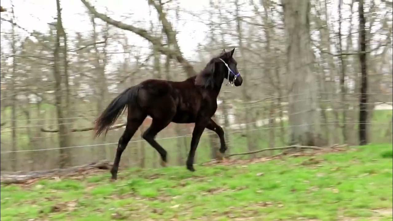 duke standardbred cross stallion 18 months old YouTube