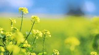 Soft Wallpaper screenshot 4