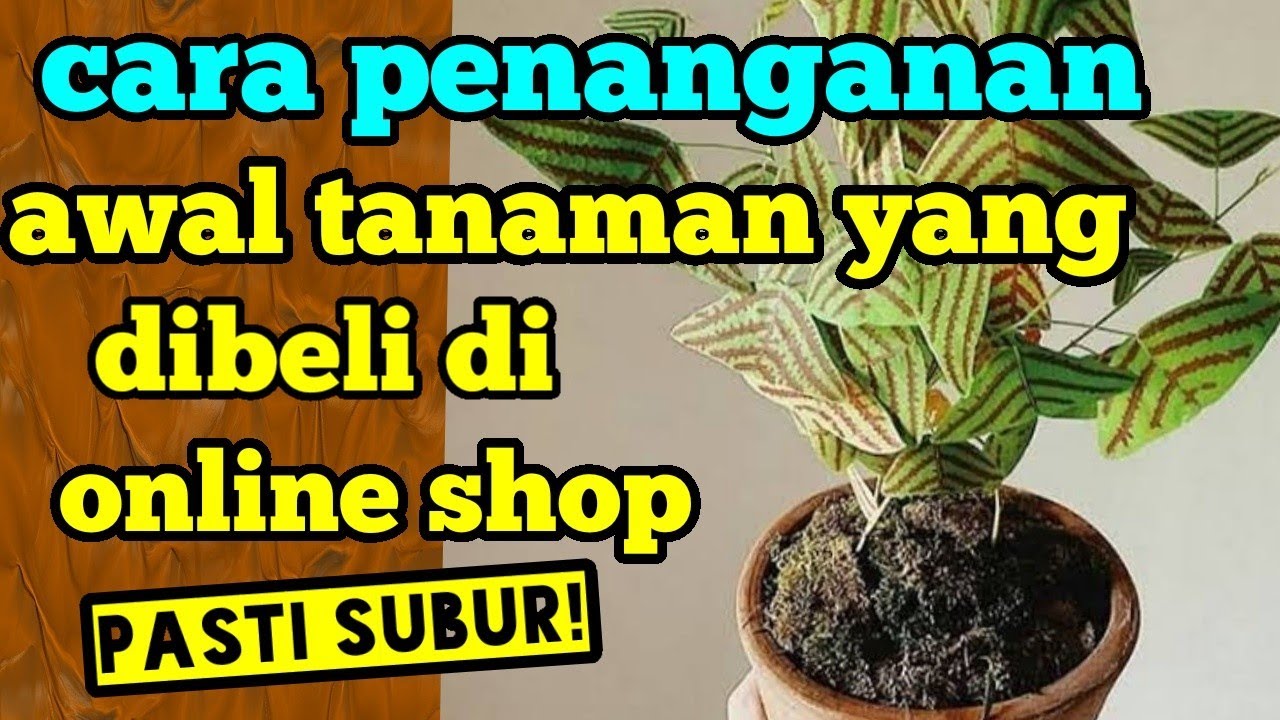 cara penanganan awal tanaman yang dibeli di online shop