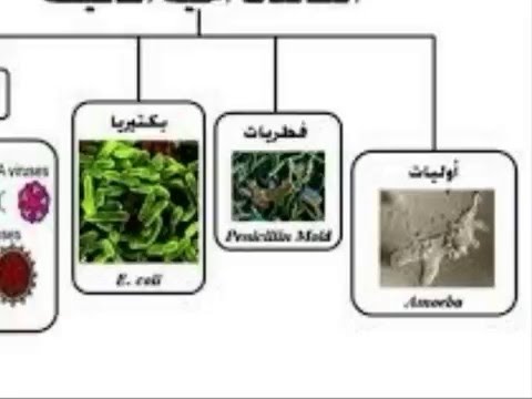 الفطريات المجهرية 5-من المخلوقات الدقيقة الحية الفطريات والبكتيريا