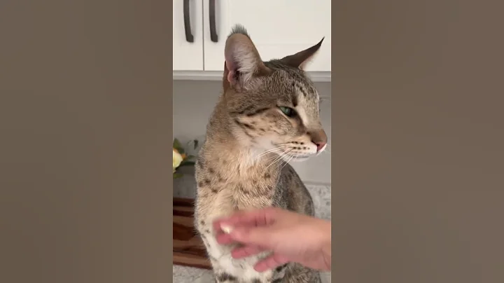 Watch the video about Gentle Giant Purring #cute #cat #shorts