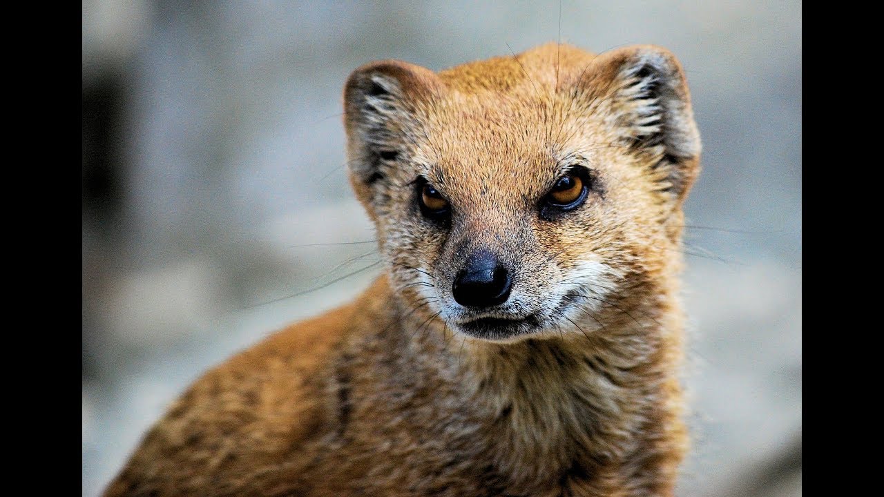 Euro Truck Simulator 2 MP Конвой компании ♕ KingCargo ♕