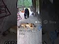 German Shepherd Vs Bear