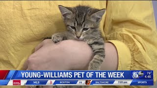 Young-Williams Pet of the Week: 2 cute kittens