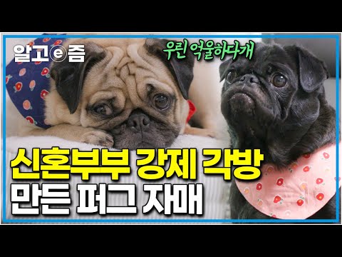 “눈만 마주치면 싸워요” 세상 달달했던 <strong>퍼그</strong> 자매 사이가 한순간에 돌변했다? 신혼부부 각방 신세 만든 <strong>퍼그</strong> │세상에 나쁜 개는 없다│알고e즘