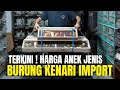 HARGA KHUSUS BURUNG KENARI IMPORT TERKINI ! DI PASAR BURUNG PRAMUKA