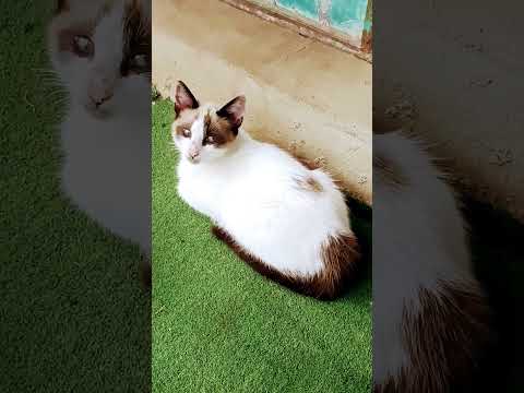 أحاديث الرسول اكسبلور القزابري