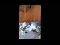 猫(ふぅ)VS耳かき!
