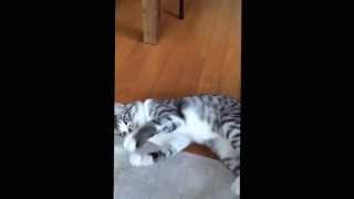 猫(ふぅ)VS耳かき!