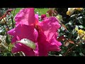 Sony HDR-CX250E test ROSEN 1080p FULL HD