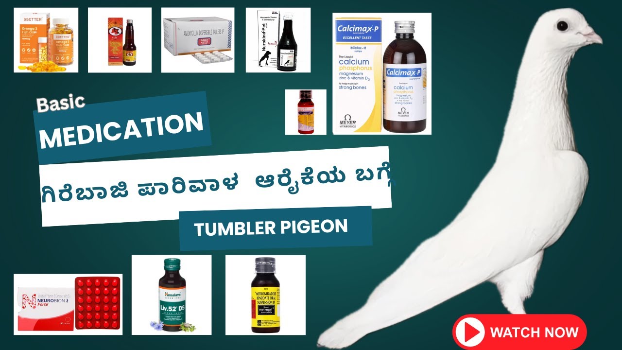Bangalore top Basic Medication for Tumbler Pigeon's