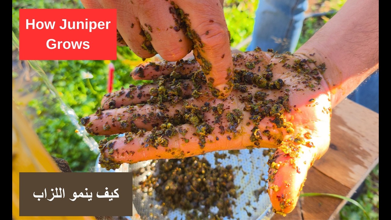 Reviving Lebanon’s Juniper: Continuing Nature’s Cycle دورة الحياة في جبال لبنان: توليد بزر اللزاب