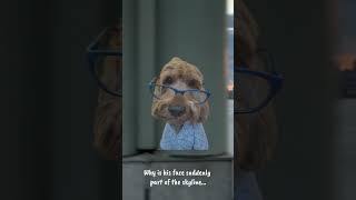 Dog owners will understand :) #puppy #goldendoodle #cute