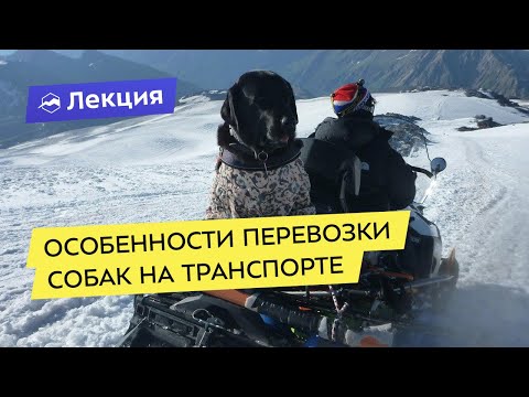 Особенности перевозки собак на транспорте