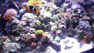Biocube 29 Reef