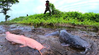 amazing fishing! catch a lots of Redfish in little water at field by hand a fisherman skill