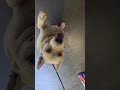 Ace video