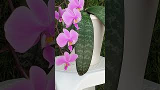 Why Nitrogen Is So Important U0026 What Does It Do orchidcare fertilizer ninjaorchids shorts