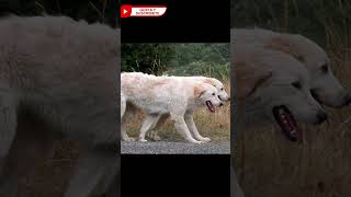 5 Feroces Perros Blancos Extremadamente Parecidos