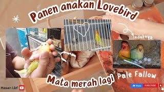 Panen Anakan Lovebird Mata Merah pf Lagi