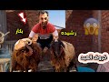 اشتريت خروف العيد وفي مزرعتي معا بولا وشعبولا