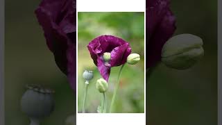 Shots taken today 15th June 2026 #dorset #flowers #flowerphotography #england