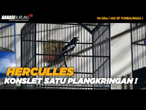 Video: Burung Di Garasi