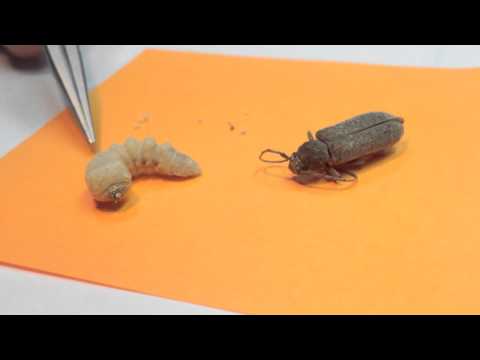 Video: Come si curano le termiti?