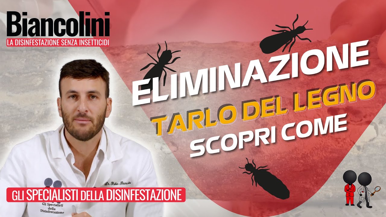 Tarlo del legno, scopri come è fatto e come eliminarlo youtube Uccidere le tarme