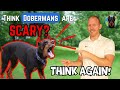 Why You SHOULDN&#39;T Be Scared of a Doberman (At All)