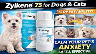 Zylkene 75 for Dogs & Cats 🐶🐱 | Calm Your Pet’s Anxiety Naturally (Safe & Effective!)