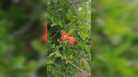 سورة الكهف بصوت جميل بدون حقوق النشر #القرآن_الكريم #سورة_الكهف