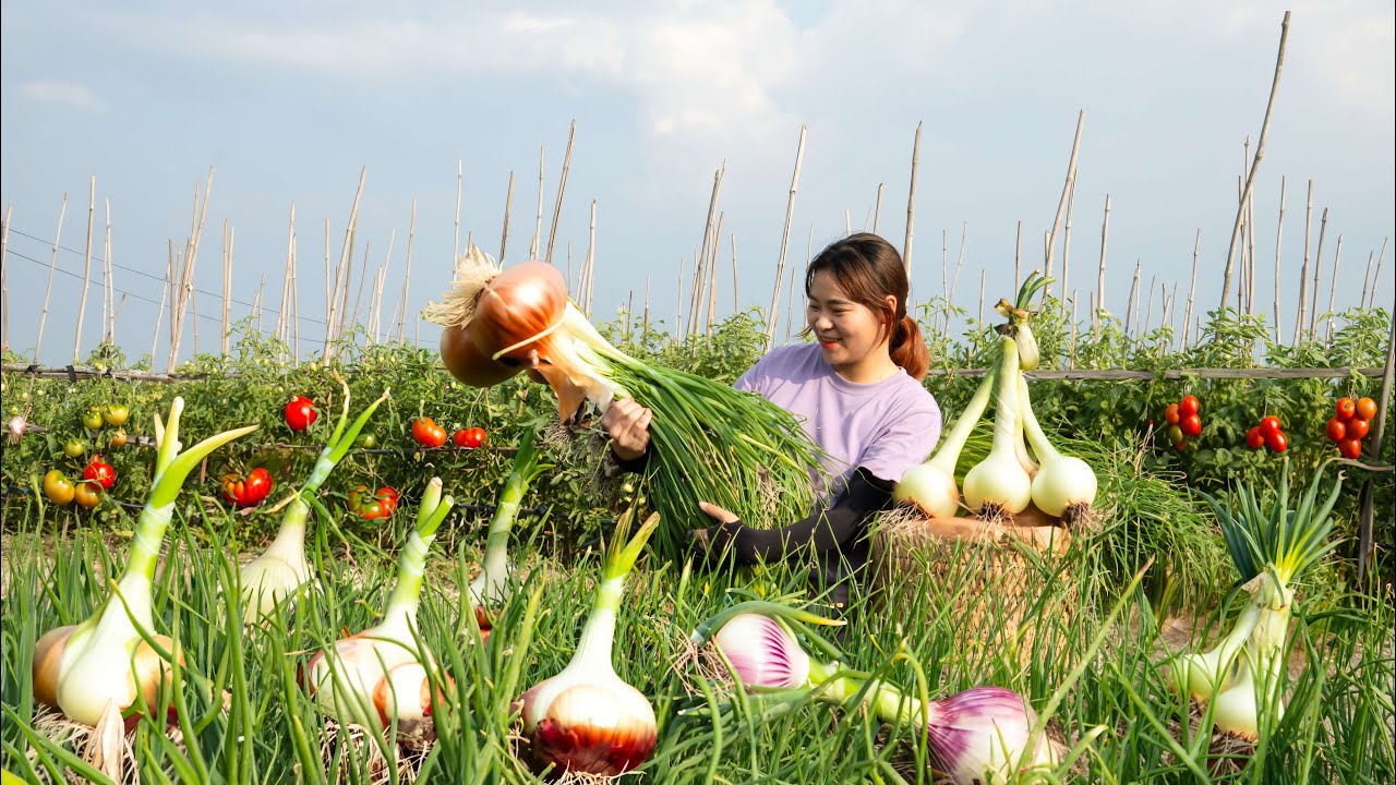 Harvest Big Onions - A Tuber That Is Very Difficult To Grow And Quite Expensive Goess to market sell