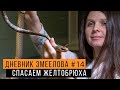 СПАСАЕМ желтобрюхого полоза - будет ЖИТЬ! / Змеелов - ученый