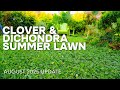 Clover and Dichondra Lawn Update: Thriving in Houston's August Heat! ☀️ | Zone 9B