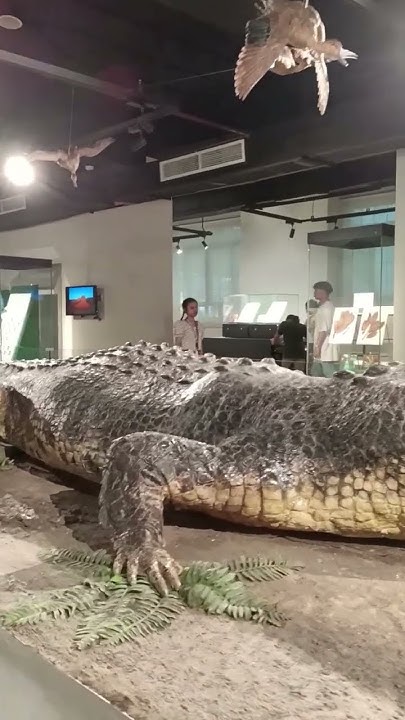 The largest crocodile ever measured at 6.17cm (20 ft 3 in).. #