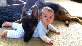 【감동】 개가 아기를 위험으로부터 보호합니다   개와 아기 사이의 위대한 우정 by Aewan Dongmul Seutyudio 43,148 views 4 years ago 4 minutes, 2 seconds