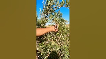 #اكسبلور #سورة_التين #food #cooking #الا بذكر تطمئن القلوب