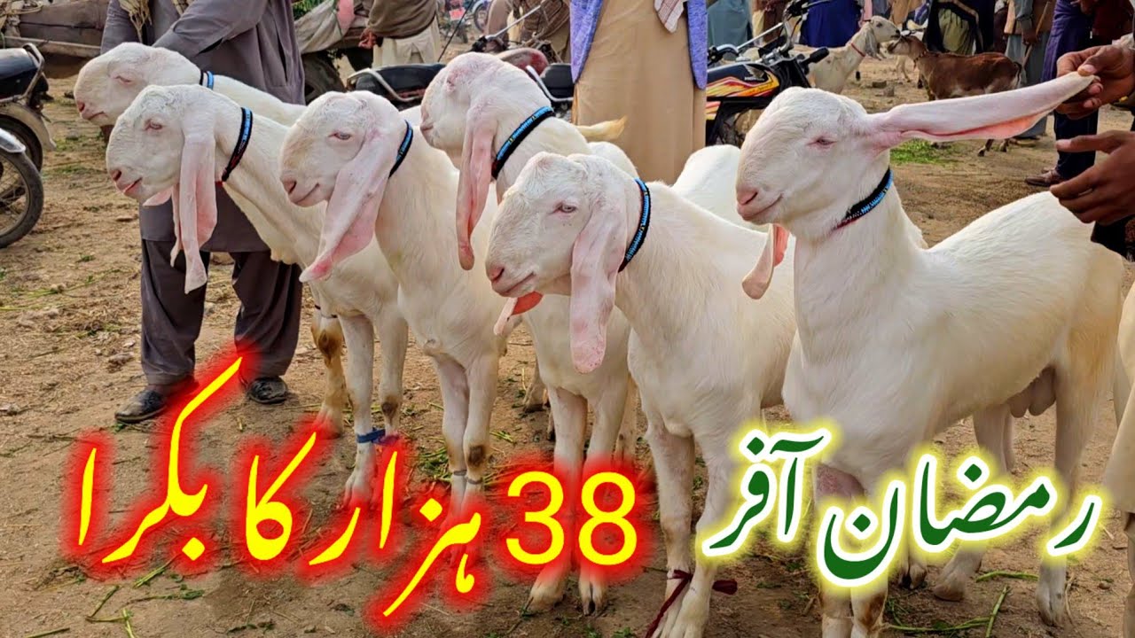 Kam Se Kam Kimat 38000 Ka Bakra YouTube kam-se-kam-kimat-38000-ka-bakra-youtube