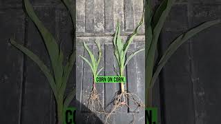 is starter fertilizer worth it?