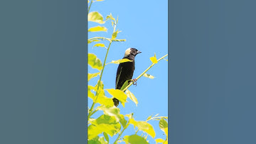 bobolink appreciation post #birds #birdwatching #wildlifephotographer #nature