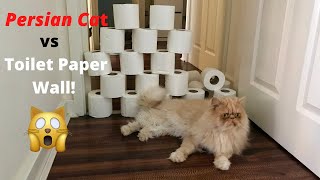 Persian Cat vs Toilet Paper Wall by Persian Cat Corner 133 views 3 years ago 2 minutes, 15 seconds