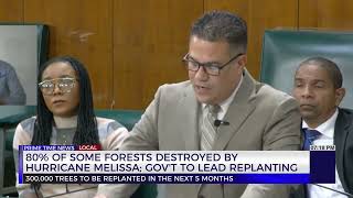 80% of some Forests Destroyed by Hurricane Melissa: Gov't to Lead Replanting | TVJ News